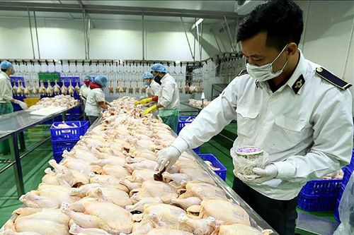 Hà Nội đẩy mạnh kiểm soát giết mổ gia súc, gia cầm
