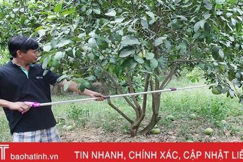 Nông dân xứ bưởi Hà Tĩnh 'hy sinh' cả trăm triệu để 'giữ sức' cây đặc sản