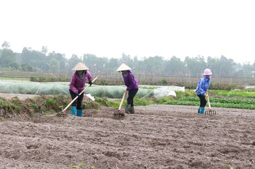 Quảng Ninh sẽ chuyển đổi hơn 3.200 đất lúa kém hiệu quả