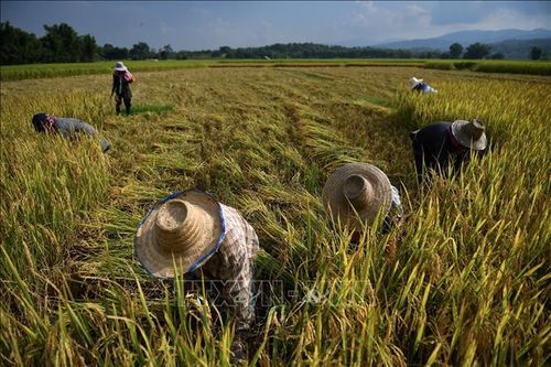 Thái Lan thúc đẩy chiến lược sản xuất lúa gạo theo định hướng thị trường