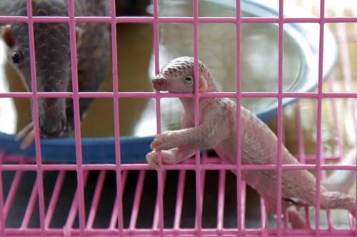 Xót xa trước những hình ảnh động vật trong tay kẻ buôn bán bất hợp pháp