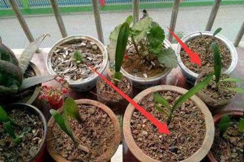 Người làm vườn tiết lộ: 'Bí quyết vàng' cứ trồng là cây xanh tốt, không sợ sâu bệnh hại