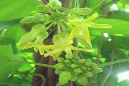 Phòng rôm sảy bằng hoa thiên lý
