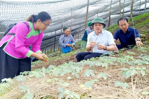 Giảm nghèo, sản xuất hàng hóa là nhiệm vụ trọng tâm