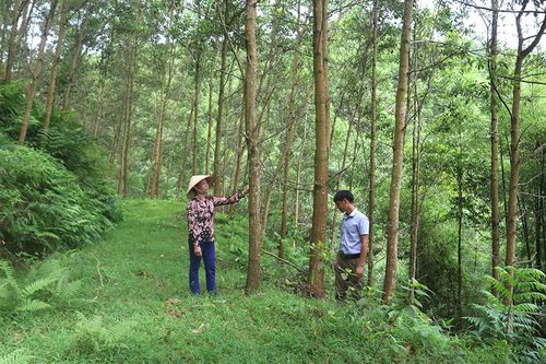 Phát triển kinh tế đồi rừng hiệu quả từ khâu đột phá của Đoan Hùng