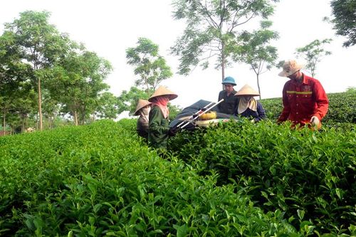 Yên Sơn quy hoạch phát triển nông nghiệp hàng hóa