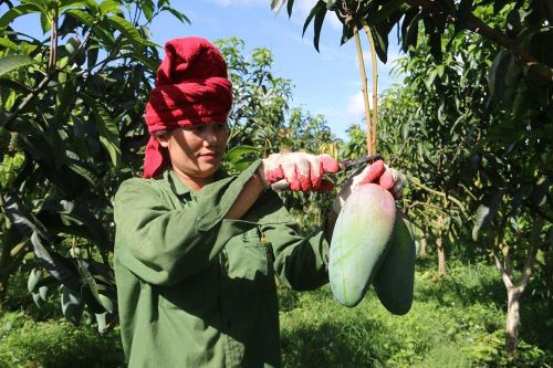 Xoài tượng da xanh Sơn La lần đầu xuất sang Mỹ