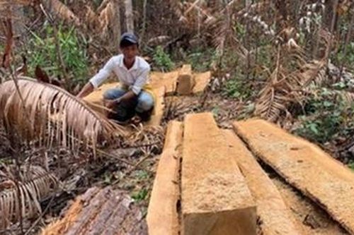 Điều tra nhóm đối tượng khai thác hơn 103m³ gỗ