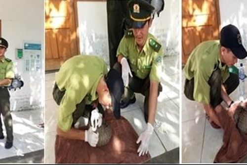 Cảnh sát môi trường cùng Kiểm lâm phát hiện nhiều vụ bẫy bắt động vật hoang dã