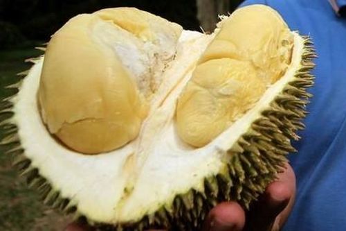 Cảnh sát sơ tán hàng chục người ở bưu điện Đức vì mùi... sầu riêng