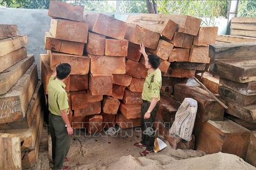 Bắt khẩn cấp 7 đối tượng phá rừng tại Gia Lai