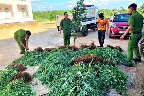 Phát hiện vụ trồng cây cần sa lớn ở Đắk Lắk