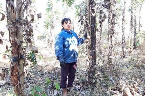 Bình Phước: Hỗ trợ 28 tỷ đồng cho người trồng tiêu
