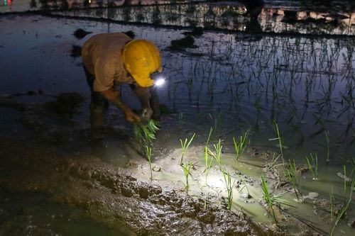 Hình ảnh nông dân Hà Nội đeo đèn pin đi cấy lúc nửa đêm