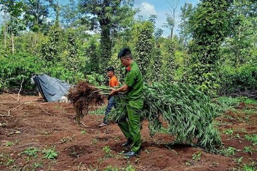 Phát hiện một hộ dân trồng hơn 1 ha cây cần sa với lý do để… cho gà ăn
