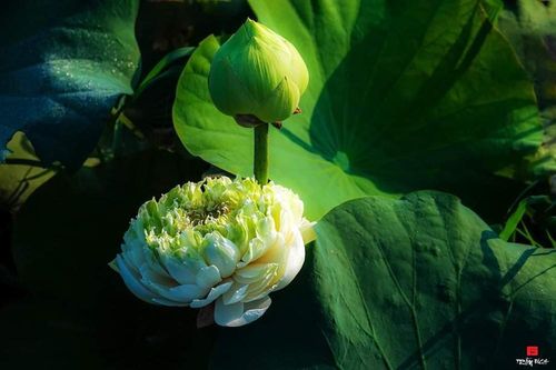 Nhiếp ảnh gia kiên quyết không chụp sen với đàn bà nude