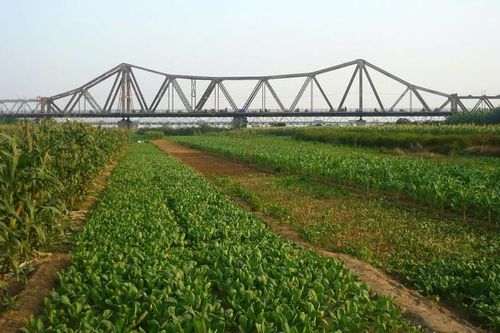 Kiến nghị đẩy nhanh lập quy hoạch vùng bãi sông Hồng