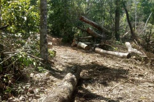 Tạm giữ 6 đối tượng có liên quan đến vụ phá rừng ở K'Bang