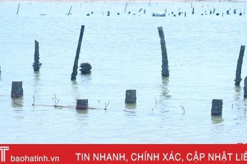 Giăng cọc chiếm lòng sông Rác khai thác hàu gây cản trở thuyền bè đánh bắt thủy sản