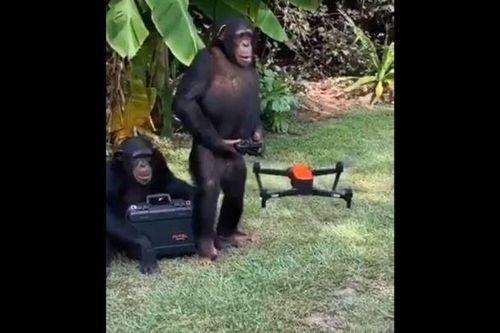 Kinh ngạc xem tinh tinh điều khiển drone điêu luyện