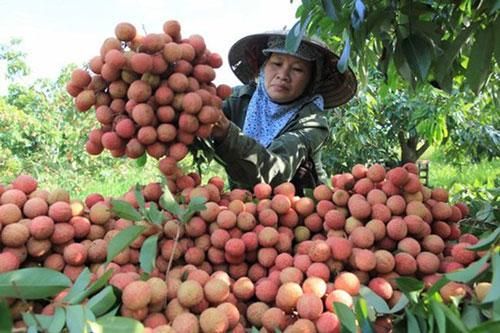 Hải Dương xuất lô vải thiều Thanh Hà đầu tiên sang Nhật Bản