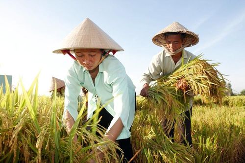 Dự án toàn cầu của Bayer hỗ trợ nông hộ nhỏ trước đại dịch Covid-19