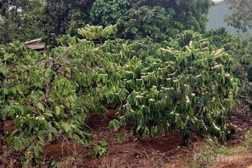 Đầu tư công nghệ và chế biến sâu: Chìa khóa vào thị trường EU cho nông sản