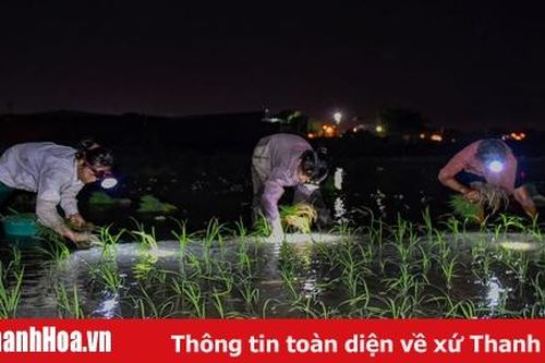 Nông dân Thanh Hóa soi đèn cấy lúa trong đêm