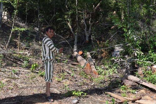 Nhóm 'lâm tặc' phá rừng Kbang sa lưới