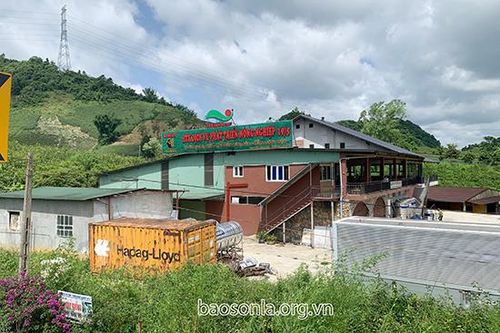 'Vua mận' trên cao nguyên Mộc Châu