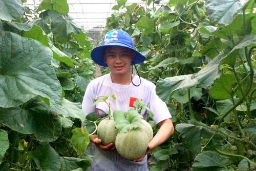 Nông nghiệp công nghệ cao: Làm chậm ăn chắc
