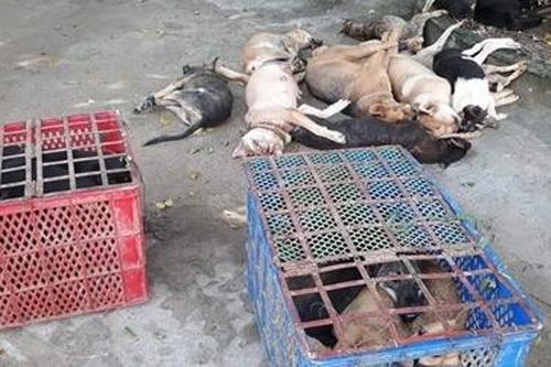 Lái xe ôtô đi trộm chó