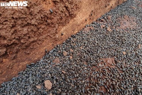 Bọ đen tấn công, người dân ở Gia Lai sống trong lo sợ