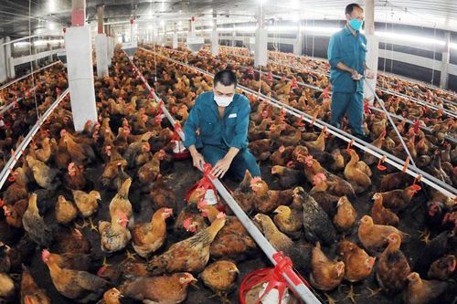 Chăn nuôi an toàn sinh học: Hướng đến phát triển bền vững