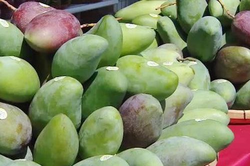Xoài Sơn La lần đầu xuất khẩu đi thị trường Mỹ
