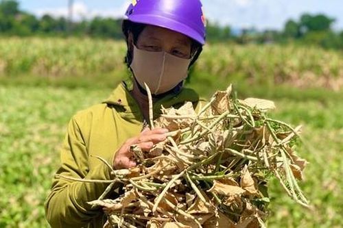 Người dân miền Trung quay quắt trong 'chảo lửa'