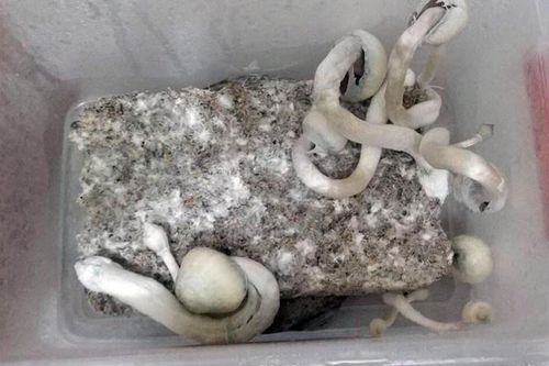 Cần sa, nấm 'thần' bủa vây giới trẻ: Những người lạc lối