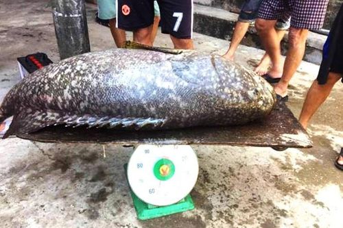 Bắt được cá mú nặng hơn nửa tạ ở đầm phá xứ Huế