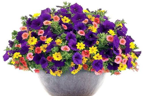 Tử vi hôm nay 25/6 của 12 cung hoàng đạo: Bọ Cạp nhận được nhiều lời khen ngợi