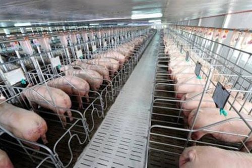 Giá heo hơi hôm nay 25/6: Bất ngờ tăng mạnh 5.000 đồng/kg