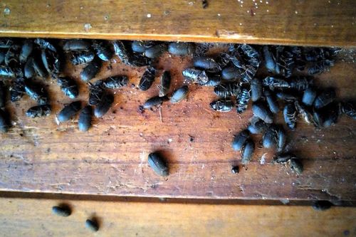 Điêu đứng với loài bọ diệt không hết