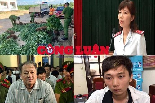 Bản tin pháp luật 8H: Trồng hơn 500 cây cần sa cho gà vịt ăn để 'phòng bệnh'
