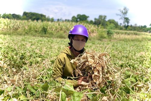 Nắng nóng kéo dài: Báo động đỏ cháy rừng