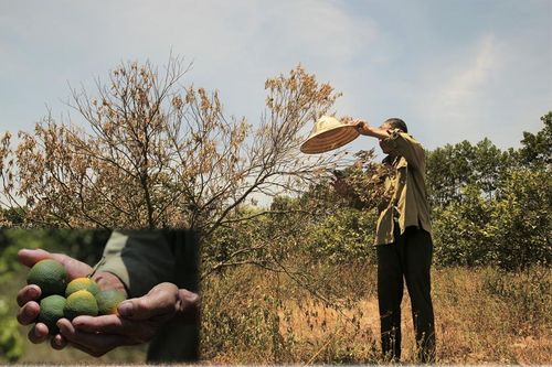 Đồi cam, bưởi héo dần do nắng hạn, nguy cơ thất thu hàng chục tỷ đồng