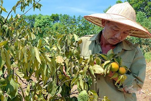 Không có điện bơm tưới, 200ha cây đặc sản nguy cơ xóa sổ