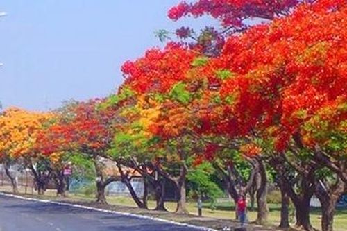 Hạ cháy
