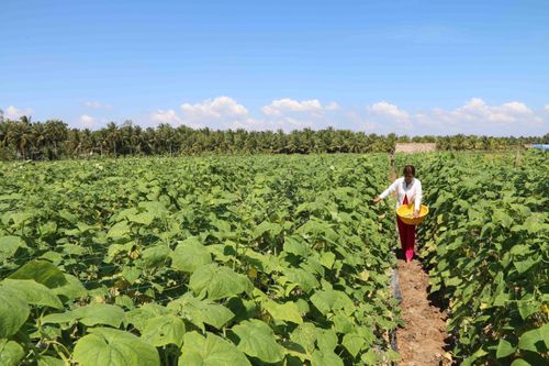 Trà Vinh hỗ trợ hơn 40 tỷ khôi phục sản xuất sau thiệt hại do hạn mặn