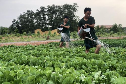 Sư đoàn 325 tích cực tăng gia sản xuất