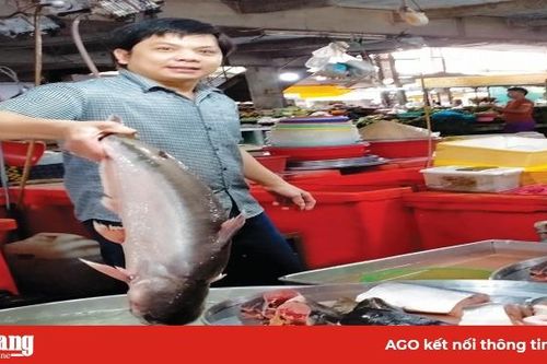 Tiêu thụ cá tra qua kênh nội địa