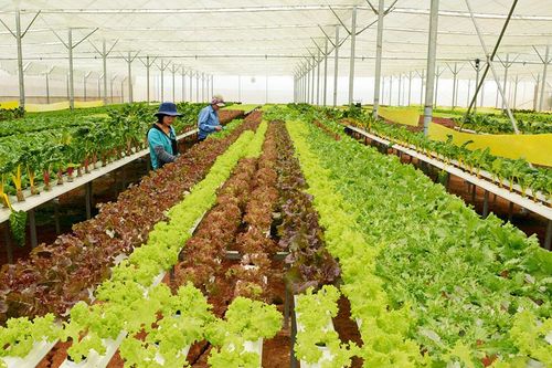 Sử dụng hiệu quả nguồn lực tài nguyên thiên nhiên để sản xuất nông nghiệp hàng hóa giá trị cao